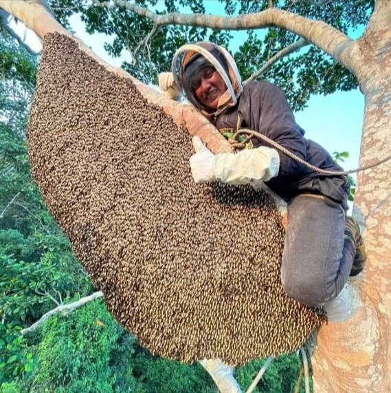 Madu tualang